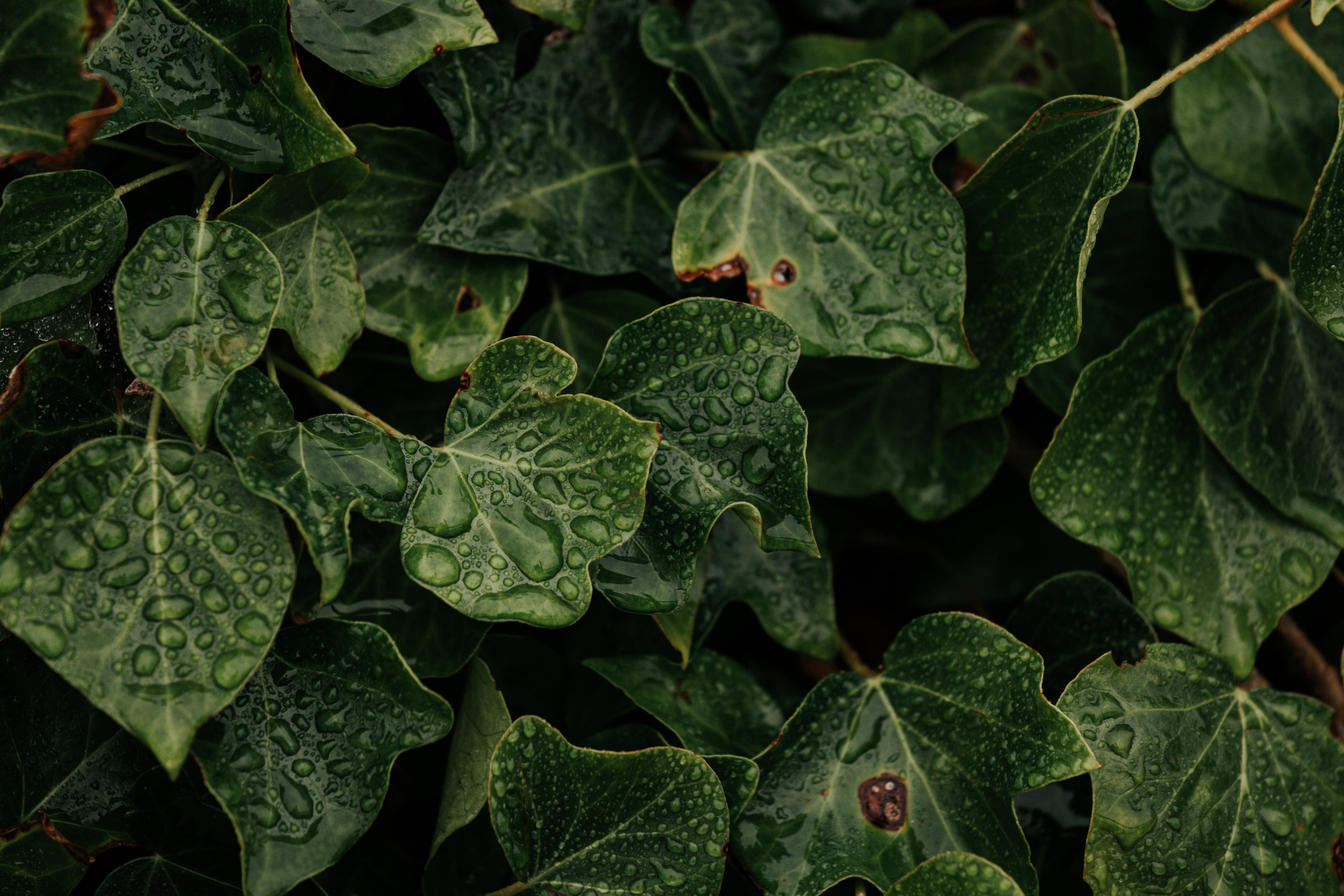 Close-up photograph of dense green ivy leaves covered in water droplets. The leaves overlap and fill the entire frame, with visible veins and a mix of deep and light green tones. Small beads of water rest across the leaf surfaces, giving them a glossy appearance. A few leaves show minor brown spots, and the dark background between the leaves increases the contrast and makes the greenery stand out.